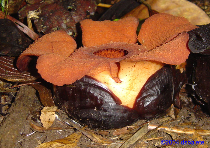 Rafflesia aurantia