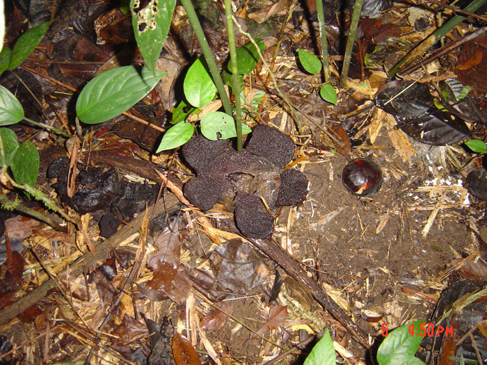 Rafflesia aurantia
