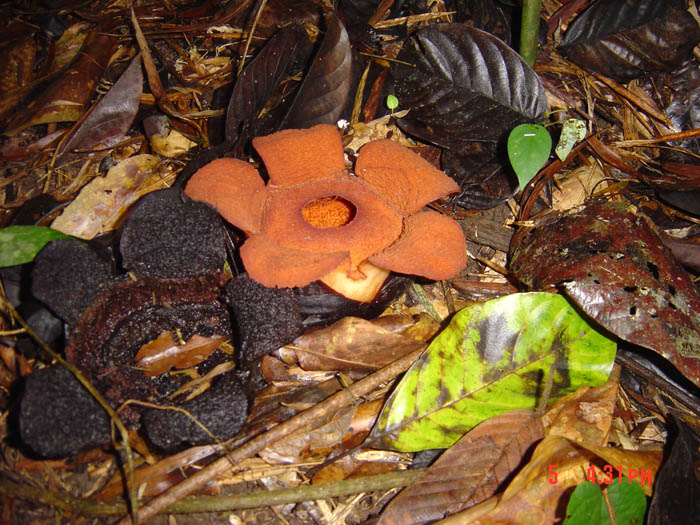 Rafflesia aurantia flower and bud