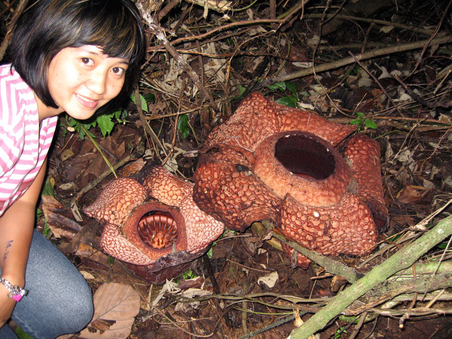 Rafflesia benkuluensis