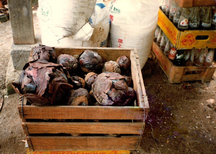 Rafflesia cantleyi buds in box