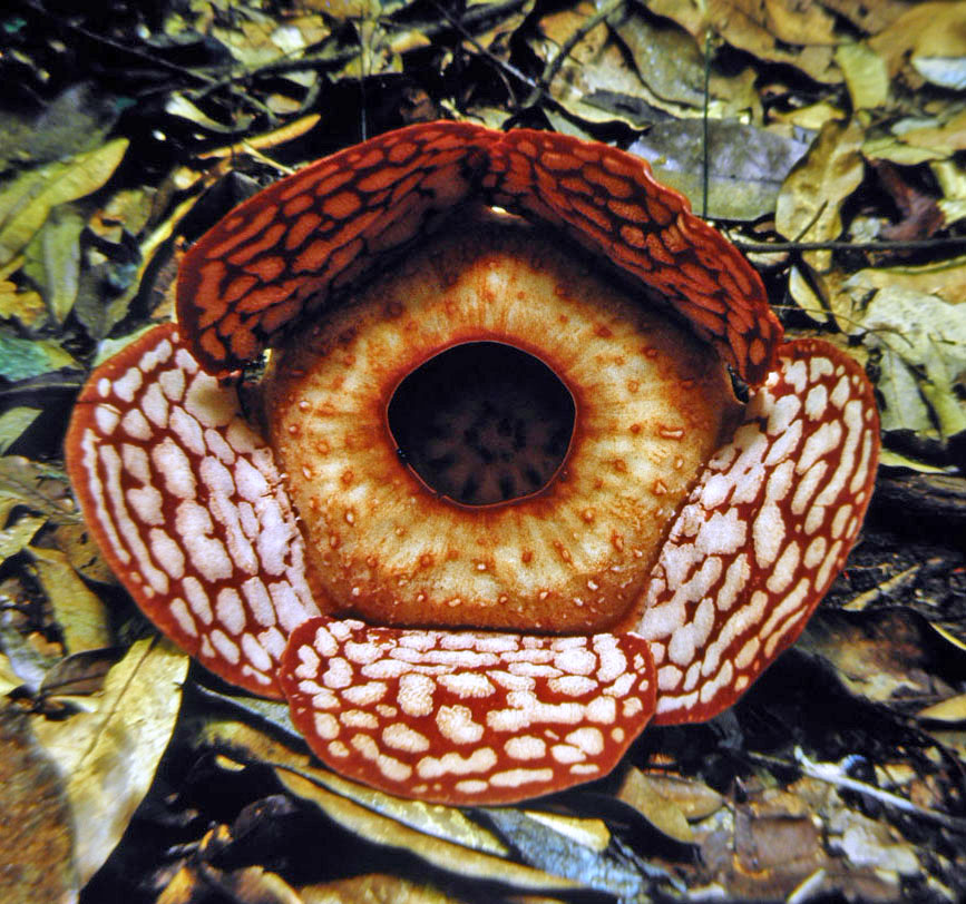 Rafflesia cantleyi WM027