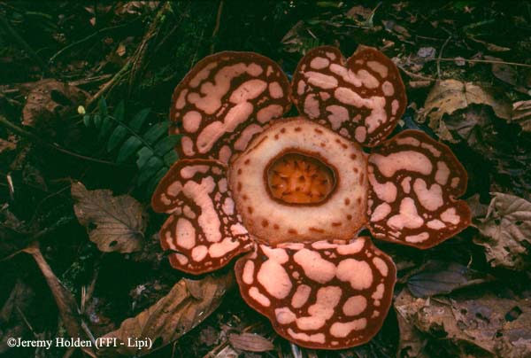 Раффлезия Rafflesia hasseltii