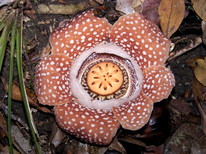 Rafflesia lobata 6-merous flower