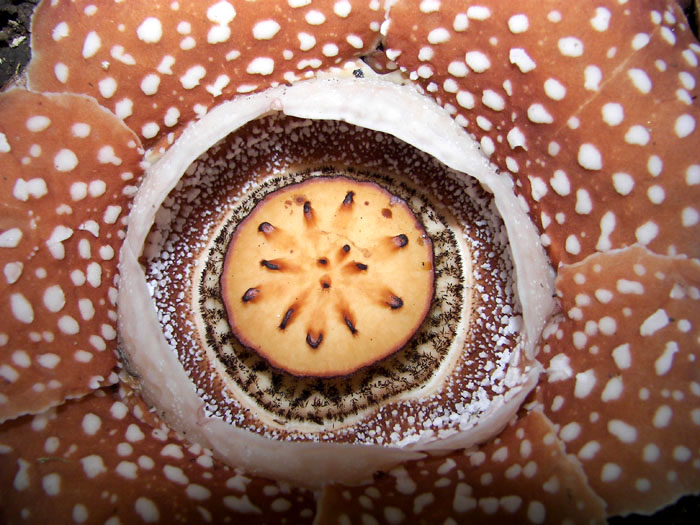 Rafflesia lobata 6-merous diaphragm