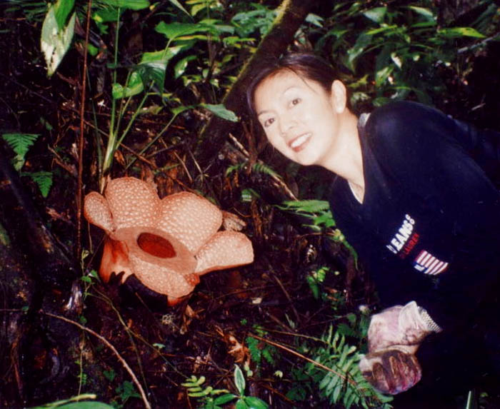 Rafflesia mira with woman