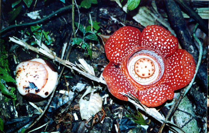 Rafflesia panchoana