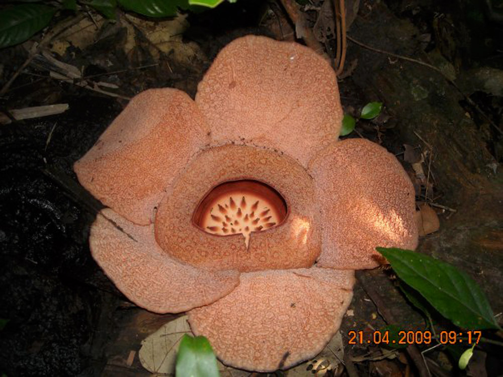 Rafflesia patma