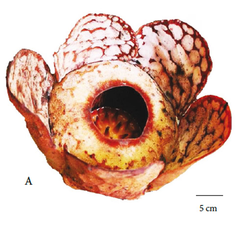 Rafflesia Sharifah-Hapsahiae Female