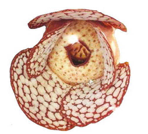 Rafflesia sharifah-hapsahiae male