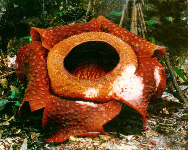 Rafflesia tuan mudae