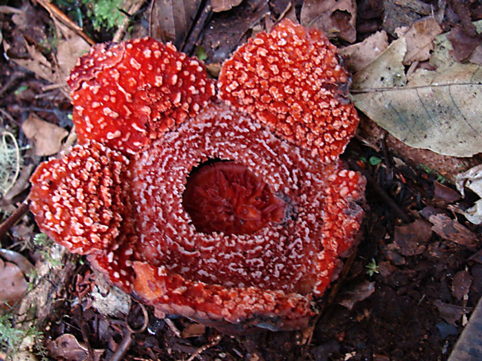 Rafflesia verrucosa flower