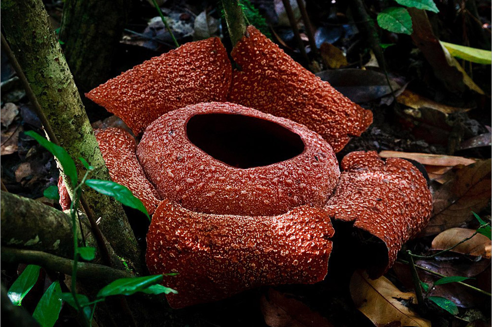 Rafflesia zollingeriana