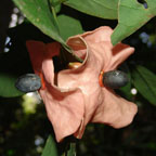 Aptandraceae thumb