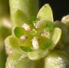 Cervantesiaceae thumb
