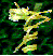 Cuscuta gif