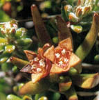 Nanodeaceae thumb
