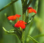 Orobanchaceae thumb