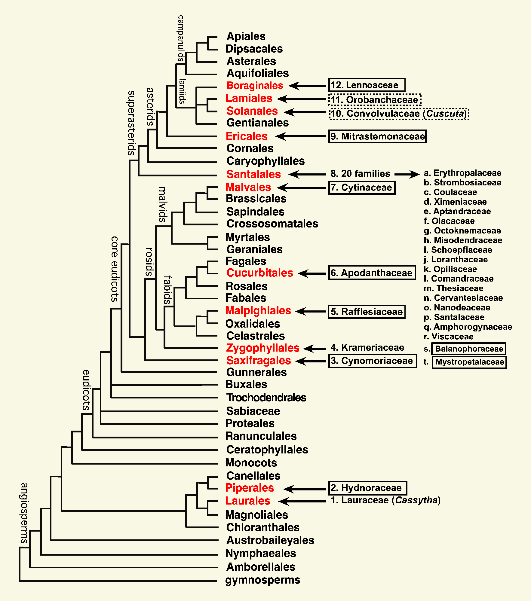 angiosperm phylogeny