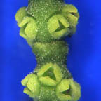 Viscaceae thumb